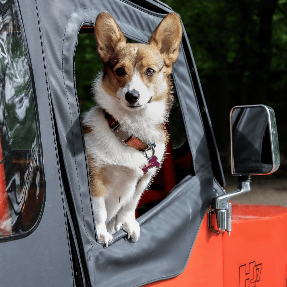 ¿Cómo debo viajar con mi mascota en el auto?