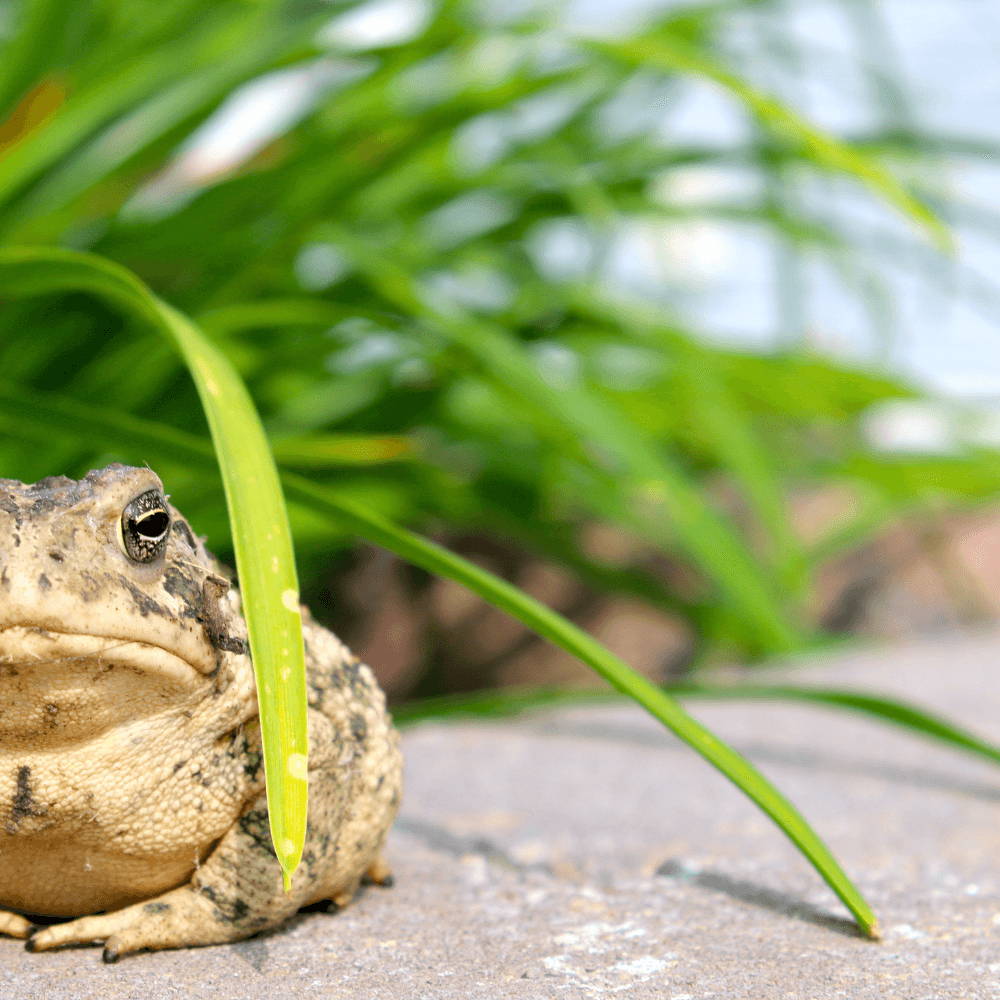 Primeros Auxilios en Caso de Intoxicación por Bufotoxina 🐸