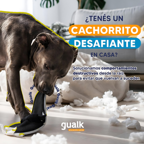 Gualk - Adiestramiento Canino Zona 3 (Capiatá, Limpio, Villarrica y Encarnación)