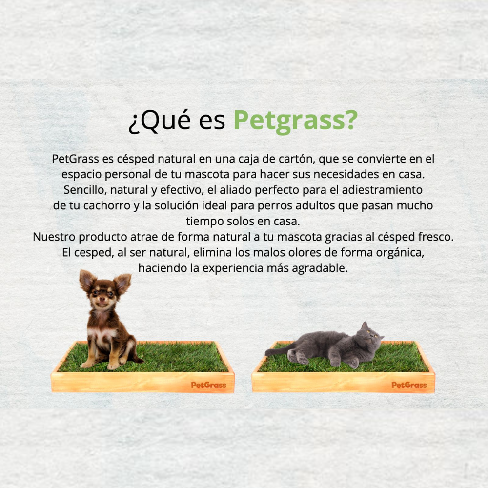 Pet Grass - Tapetes Ecológicos Pequeños 50x50x9 cm (Día entrega todos los Jueves)