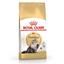 Royal Canin - Gatos Adultos Persa