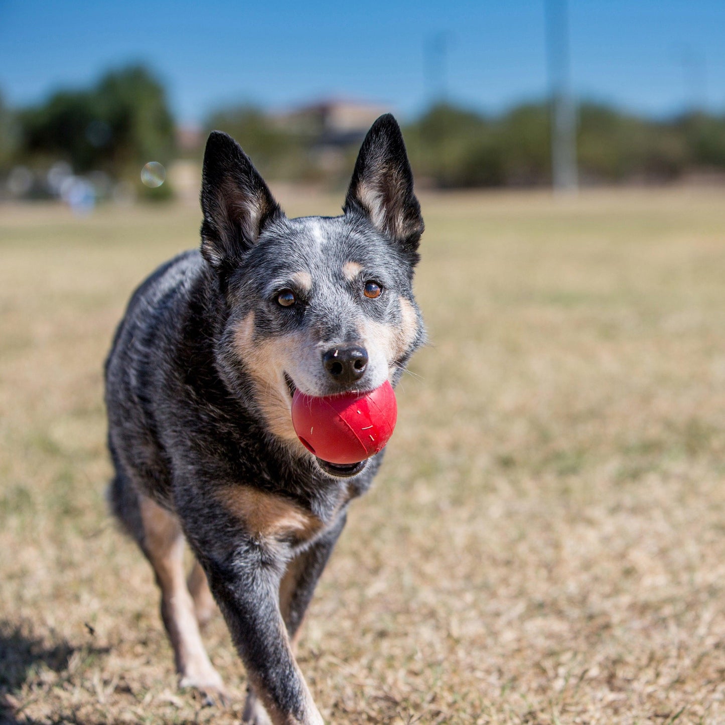 Kong - Perros Ball w/holei