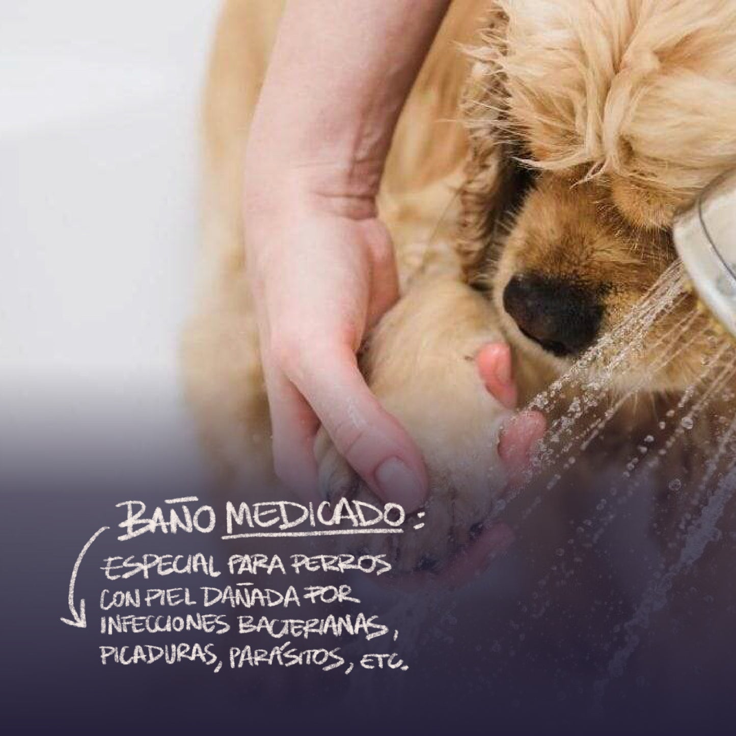 Pet Movil - Baños & Peluquería - Razas Medianas (Fotos Referencia) - Revisar Días