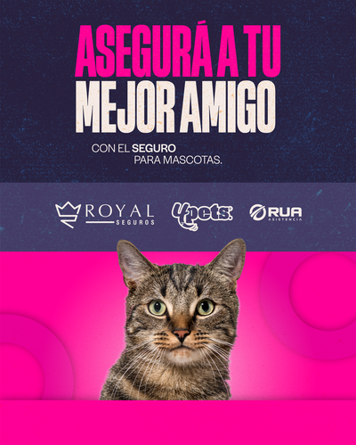 Categoría 2 A - Anual (Gato)