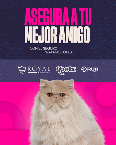 Categoría 1 C - Anual (Gato)