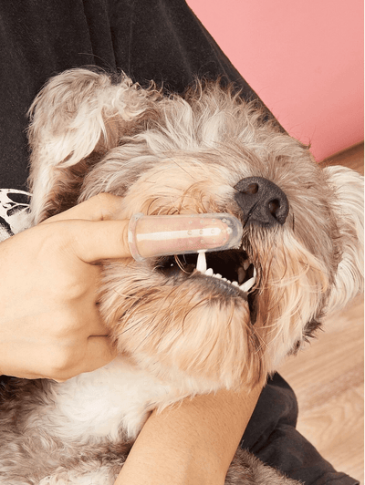 Cepillo de dientes para mascotas