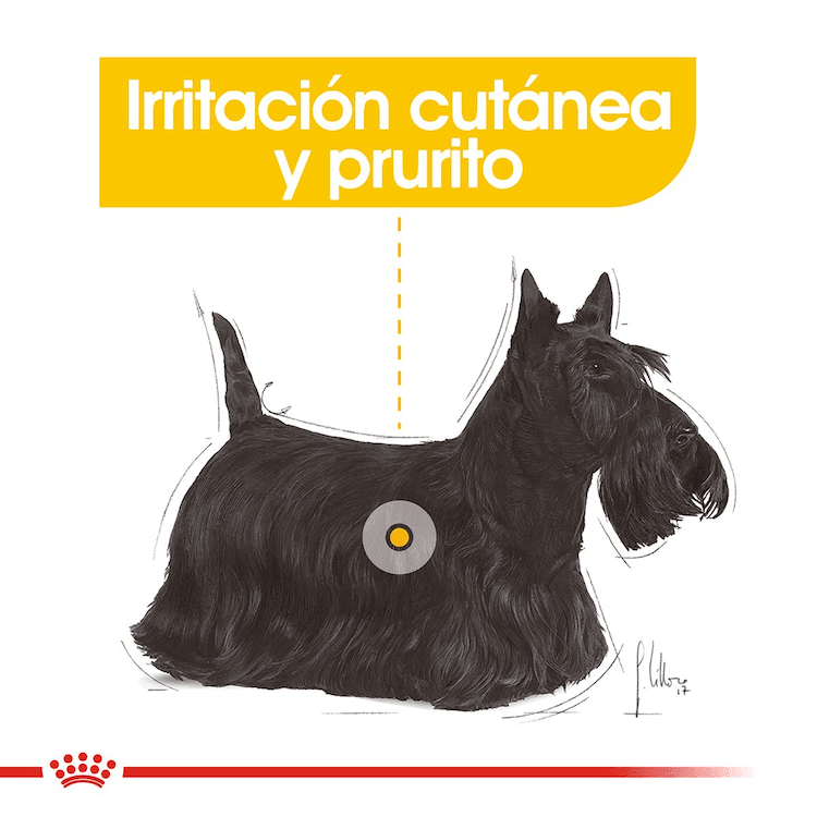 Royal Canin - Perros Adultos & Mini Dermacomfort