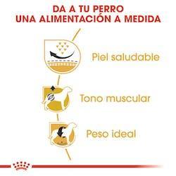 Royal Canin - Perros Adultos Pug