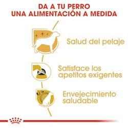 Royal Canin - Perros Adultos Yorkshire