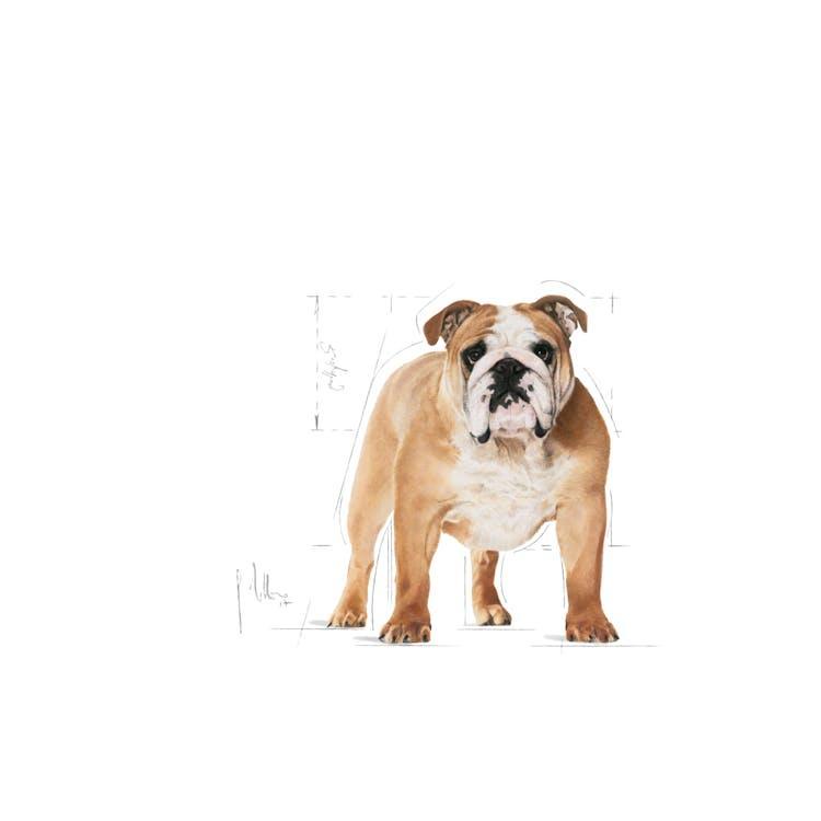 Royal Canin - Perros Adultos Bulldog Ingles