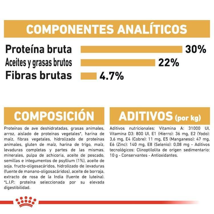 Royal Canin - Gatos Adultos Persa