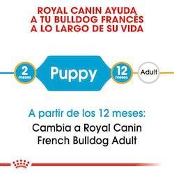 Royal Canin Puppy - Perros Cachorros French Bulldog | 4Pets