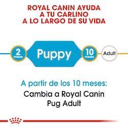 Royal Canin - Perros Cachorros Pug