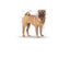 Royal Canin - Perros Adultos & Medium Dermacomfort