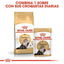 Royal Canin - Gatos Adultos Persa