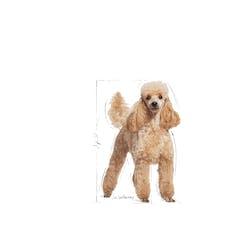 Royal Canin - Perros Adultos Mini Poodle