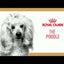 Royal Canin - Perros Adultos Mini Poodle