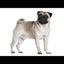 Royal Canin - Perros Adultos Pug