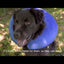 Collar inflable Protector - Dona