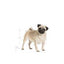 Royal Canin - Perros Adultos Pug