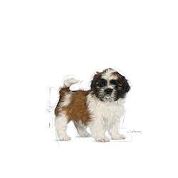 Royal Canin - Perros Cachorros Shih Tzu